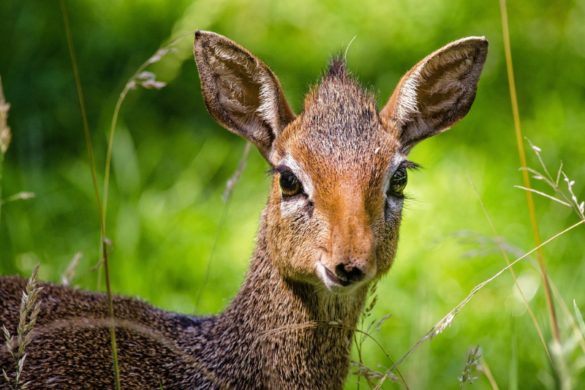 Interesting Facts About the Dik-Dik
