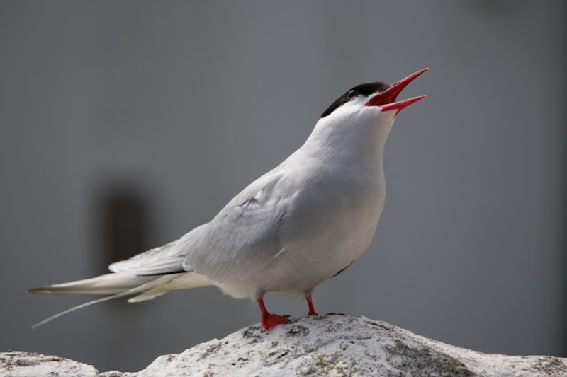 Amazing Arctic Birds-Arctic Tern