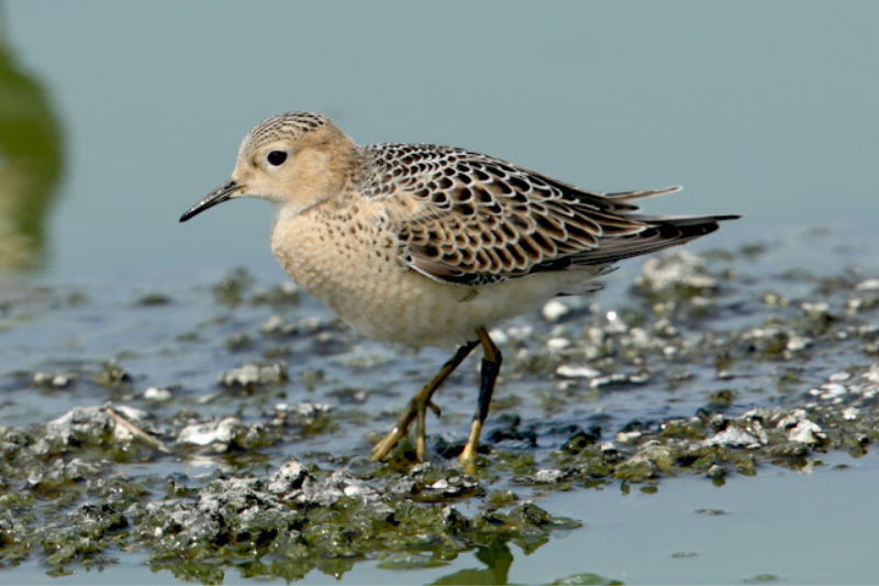 Amazing Arctic Birds-Buff-Breasted Sandpiper