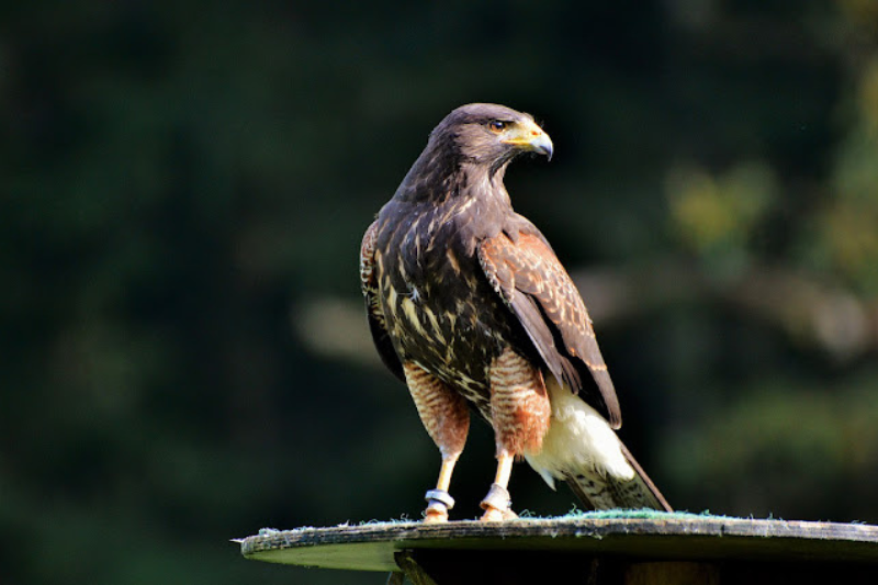 Amazing Arctic Birds-Peregrine Falcon