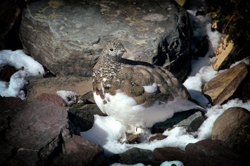 Amazing Arctic Birds-Rock Ptarmigan
