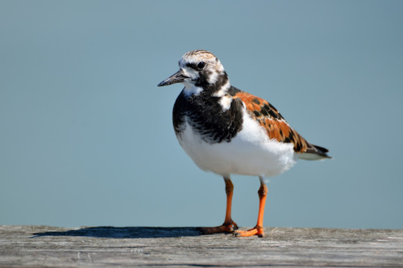 Amazing Arctic Birds-Ruddy Turnstone