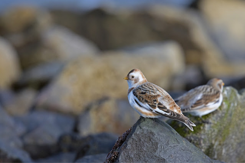 Amazing Arctic Birds-Snow Bunting