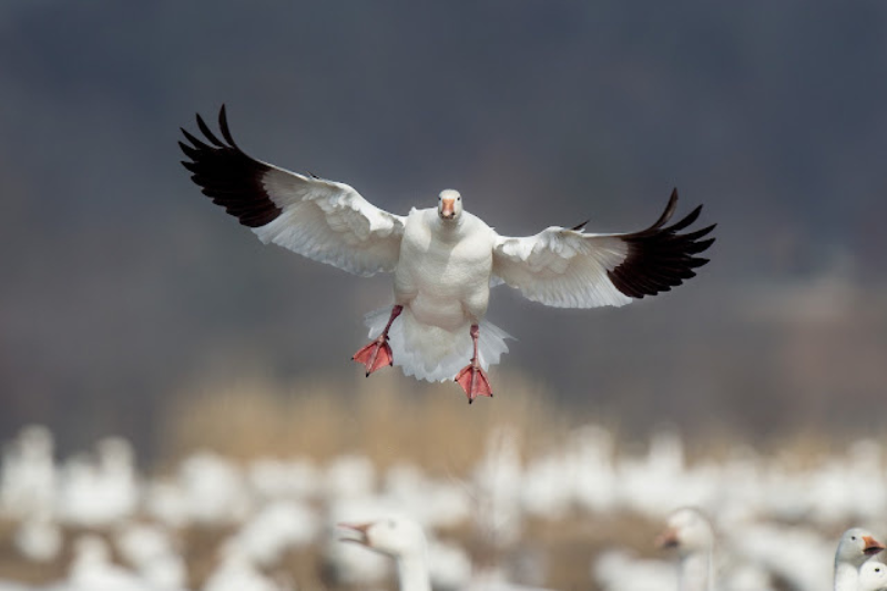 Amazing Arctic Birds-Snow Goose