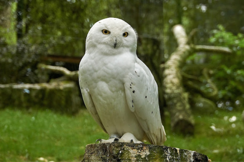 Amazing Arctic Birds-Snowy Owl