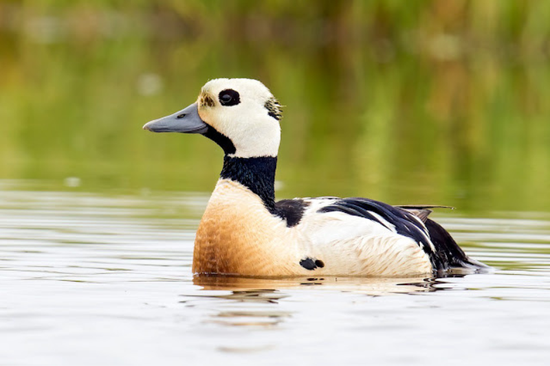 Amazing Arctic Birds-Steller’s Eider