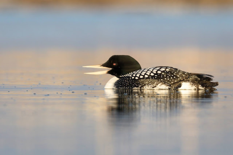 Amazing Arctic Birds-Yellow-Billed Loon