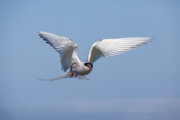 10 Incredible And Amazing Arctic Birds