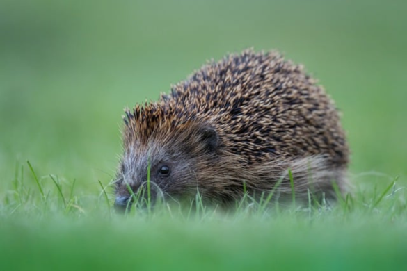 Interesting Facts About the Hedgehogs