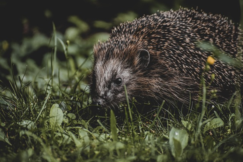 Interesting-facts-about-the-hedgehogs