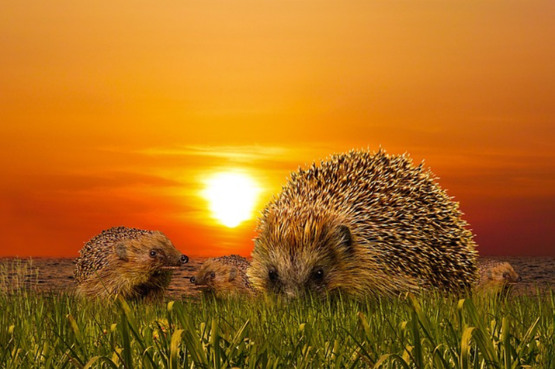 facts-about-the-hedgehogs