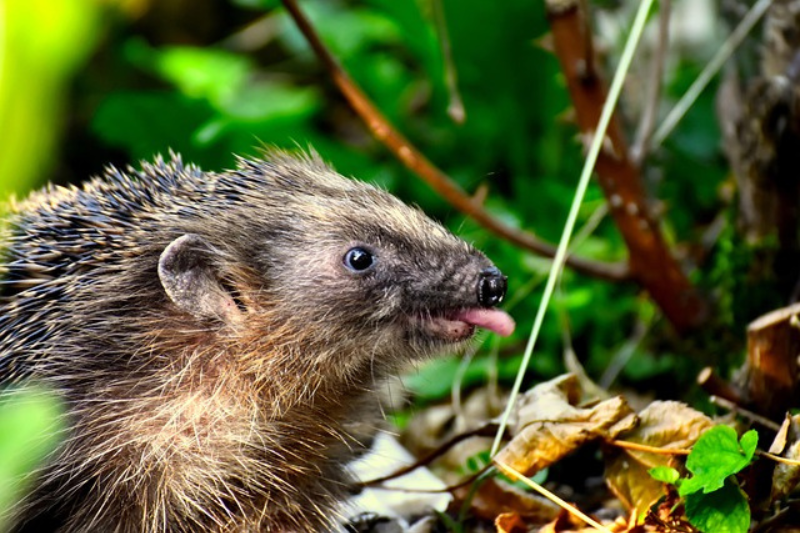 facts-about-the-hedgehogs