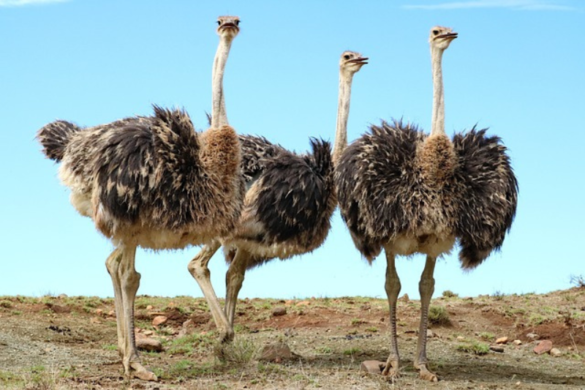 10 Largest Living Birds in The World