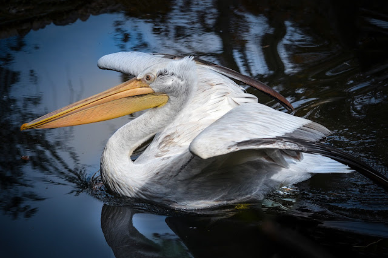Largest Living Birds - Dalmatian Pelican