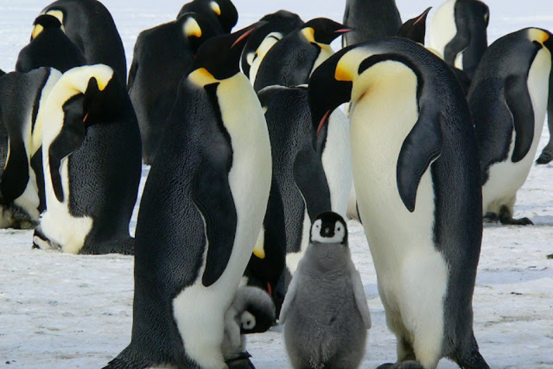 Largest Living Birds - Emperor Penguin