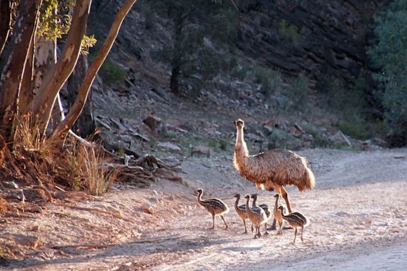 Largest Living Birds - Emu