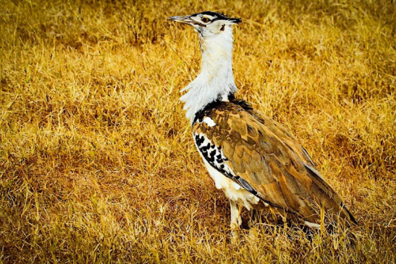 Largest Living Birds - Kori Bustard