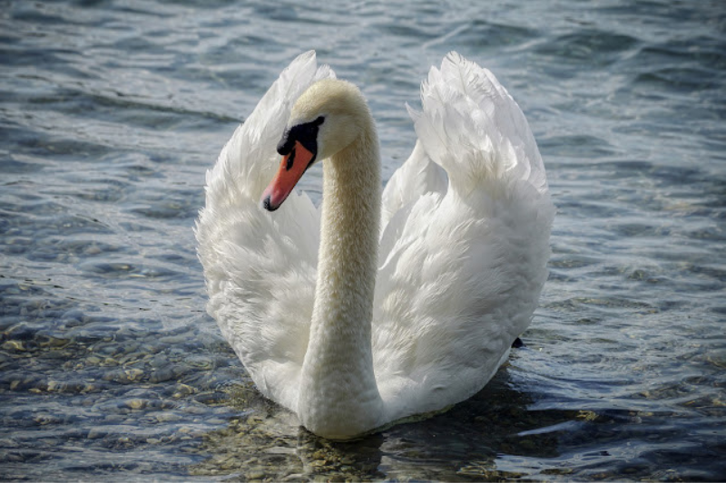 Largest Living Birds - Mute Swan