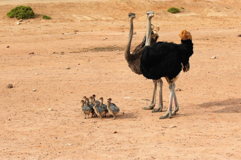 Largest Living Birds - Ostrich