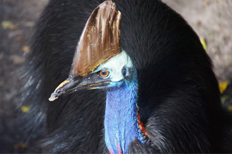 Largest Living Birds - Southern Cassowary
