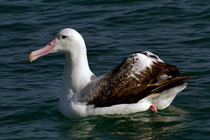 Largest Living Birds - Wandering Albatross