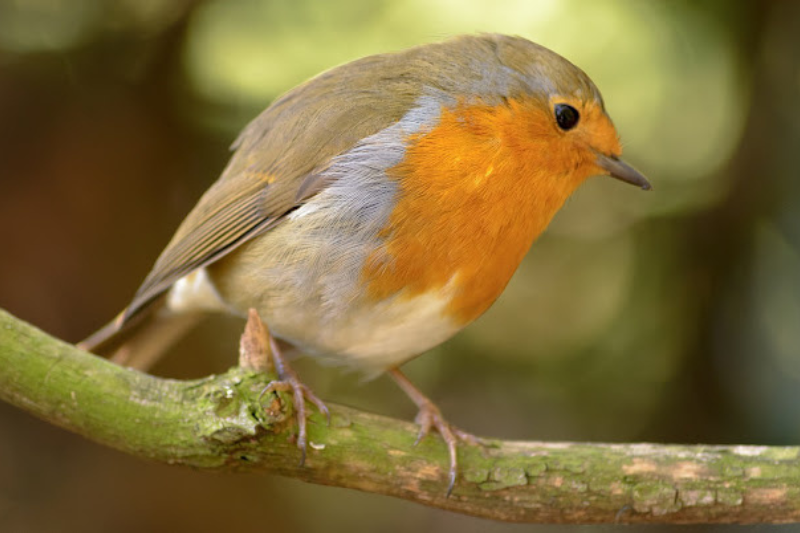 Singing Birds - American Robin