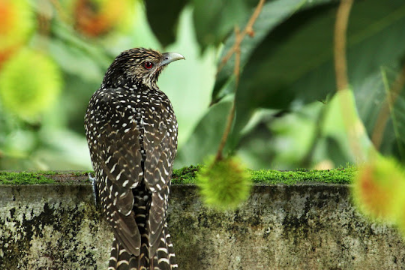 Singing Birds - Asian Koel