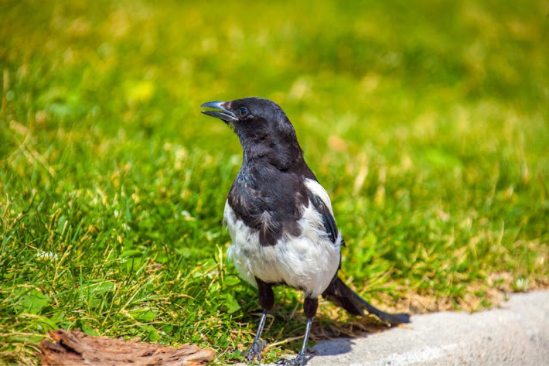 Singing Birds - Black-Billed Magpie