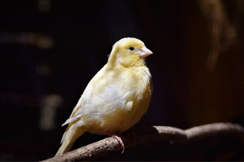 Singing Birds - Canary