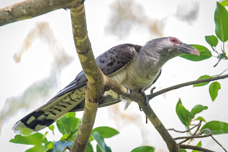 Singing Birds - Channel-Billed Cuckoo