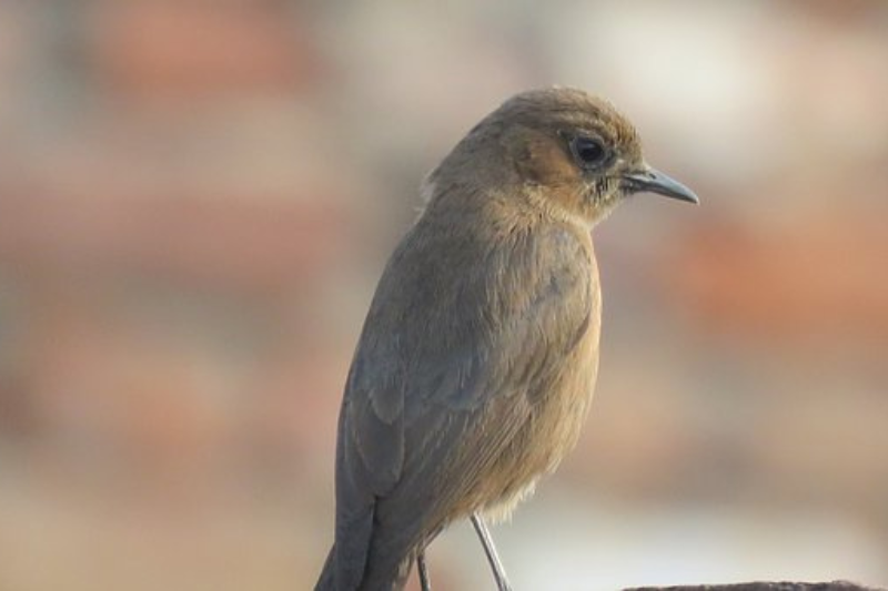 Singing Birds - Common Nightingale
