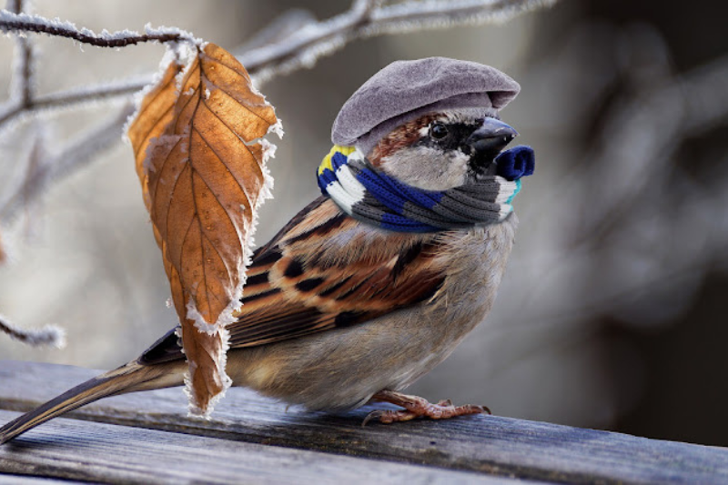 Singing Birds - House Sparrow