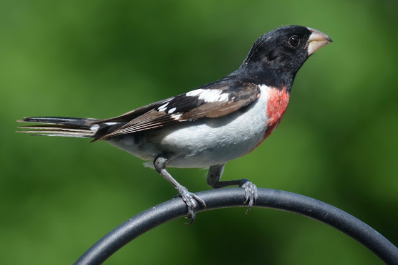 Singing Birds - Rose-Breasted Grosbeak