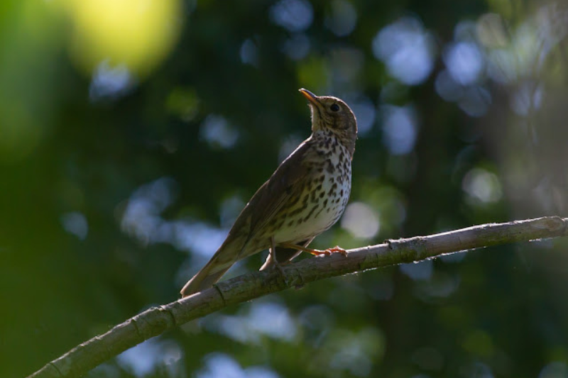 Singing Birds - Song Thrush