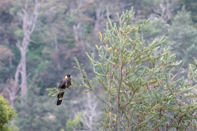 Singing Birds - Yellow-Tailed Black Cockatoo
