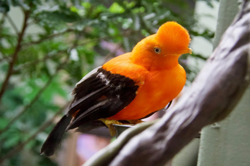 Strange Looking Birds - Andean Cock of the Rock