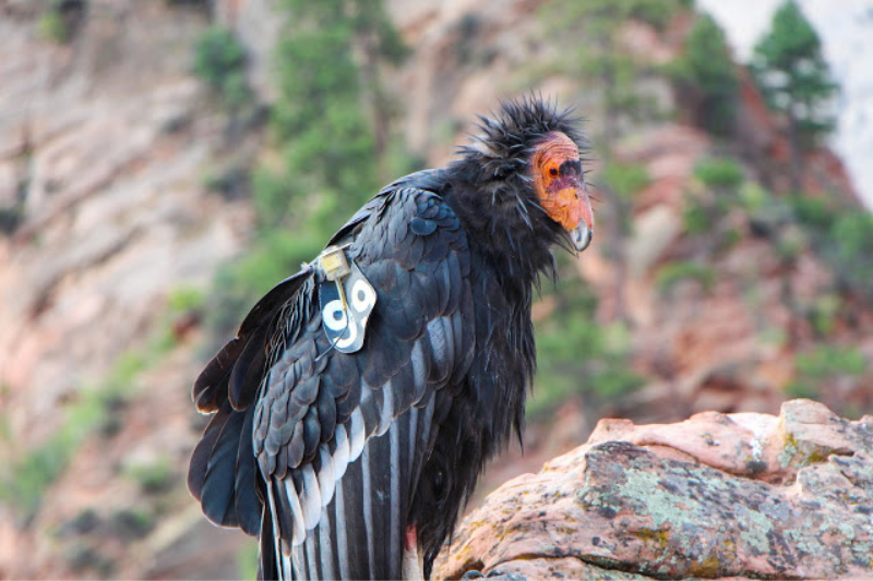 Strange Looking Birds - California Condor