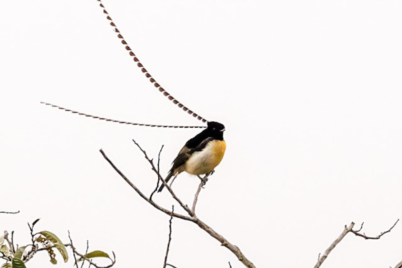 Strange Looking Birds - King Of Saxony Bird of Paradise