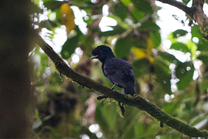 Strange Looking Birds - Long Wattled Umbrella bird