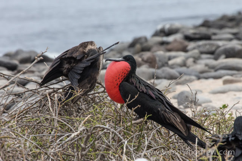 Strange Looking Birds - Magnificent Frigate Bird