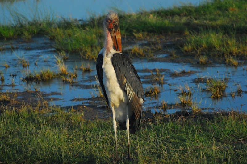 Strange Looking Birds - Marabou Stork