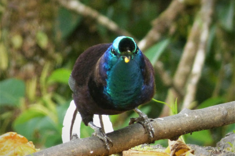 Strange Looking Birds - Ribbon Tailed Astrapia