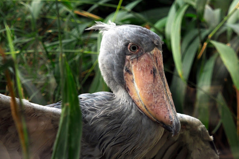 Strange Looking Birds - Shoebill