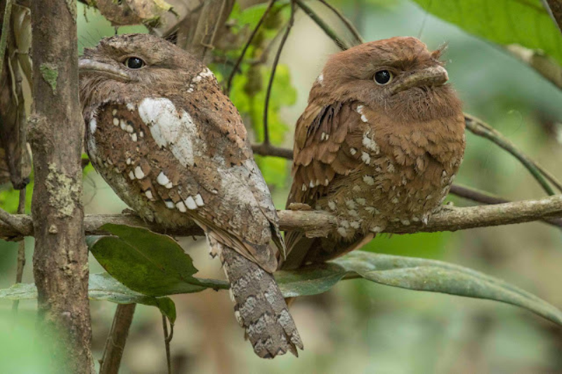 Strange Looking Birds - Sri Lanka Frogmouth