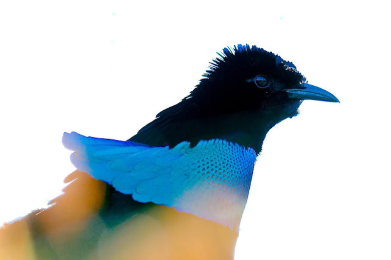 Strange Looking Birds - Superb Bird of Paradise