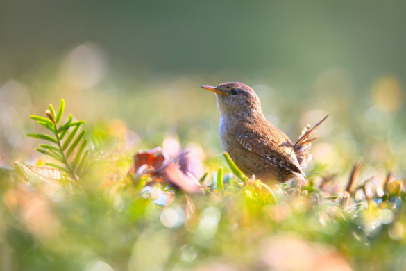 Top 10 Singing Birds In The World