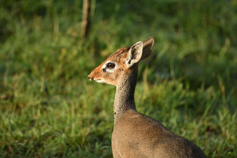 fun facts About the Dik-diks