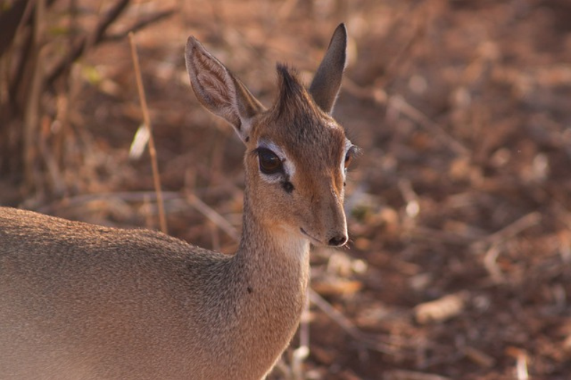 fun facts About the Dik-diks