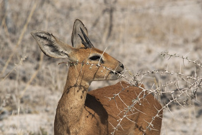 fun facts About the Dik-diks