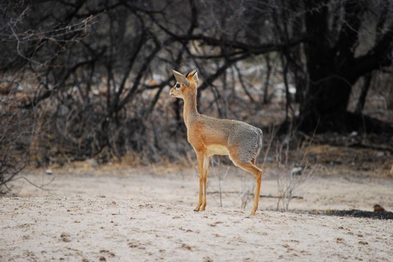 interesting facts About the Dik-diks